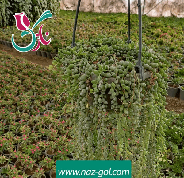 عکس های گل غوره ای