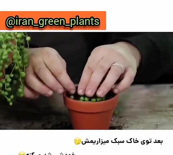 عکس های گل غوره ای