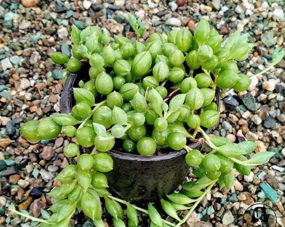 عکس های گل غوره ای
