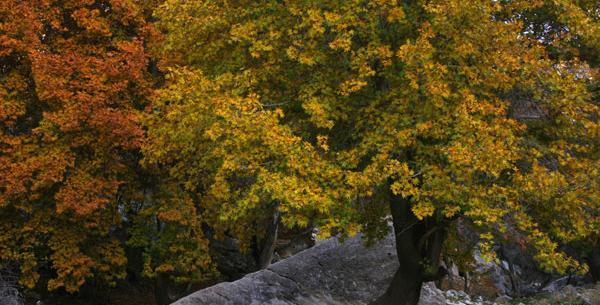 عکس هایی از طبیعت کوهدشت
