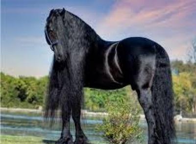 عکس اسب سیاه مشکی