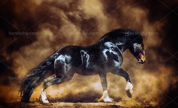 عکس اسب سیاه مشکی