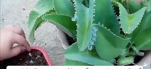 عکس گل اشک زلیخا