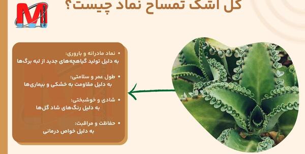 عکس گل اشک زلیخا