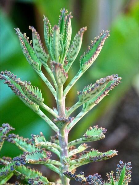 عکس گل اشک زلیخا