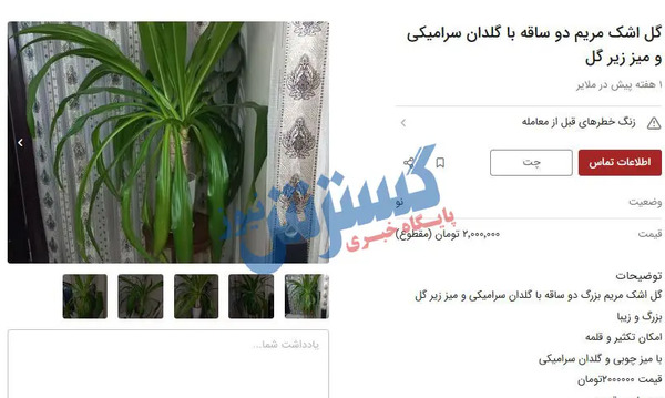 عکس گل اشک زلیخا