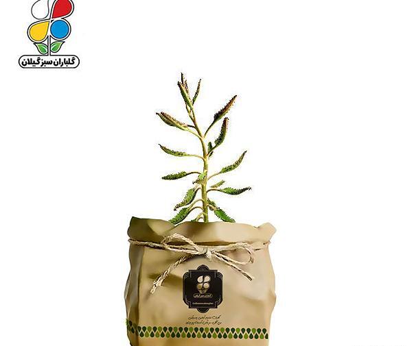 عکس گل اشک زلیخا