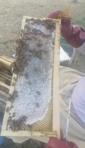 عکس عسل طبیعی با موم