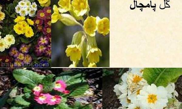 عکس گل پامچال جنگلی