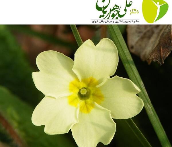 عکس گل پامچال جنگلی