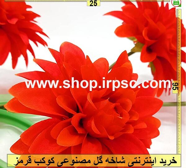 عکس گل کوکب قرمز