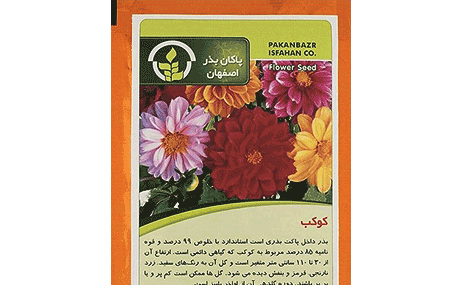 عکس گل کوکب قرمز