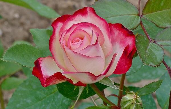 عکس های گل کاملیا