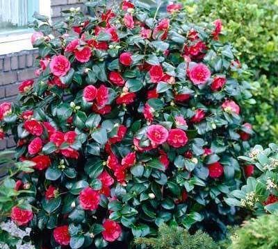 عکس های گل کاملیا