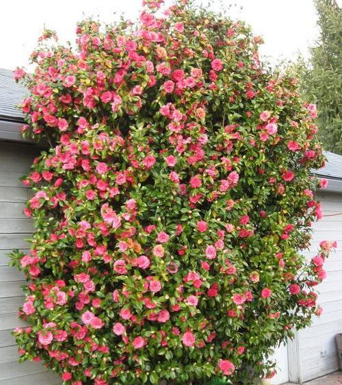 عکس های گل کاملیا
