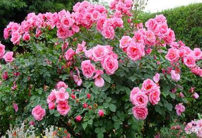 عکس های گل کاملیا