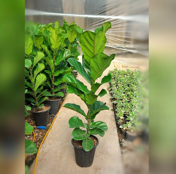 عکس گل فیکوس سبز