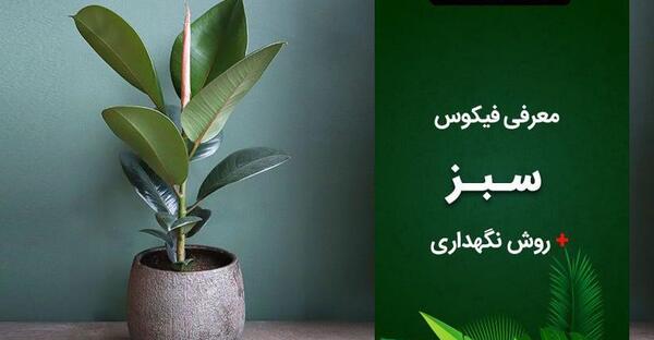 عکس گل فیکوس سبز