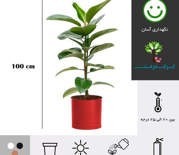 عکس گل فیکوس سبز