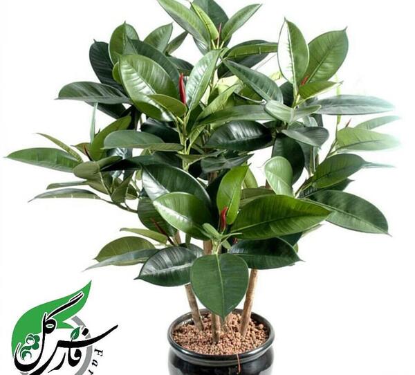 عکس گل فیکوس سبز