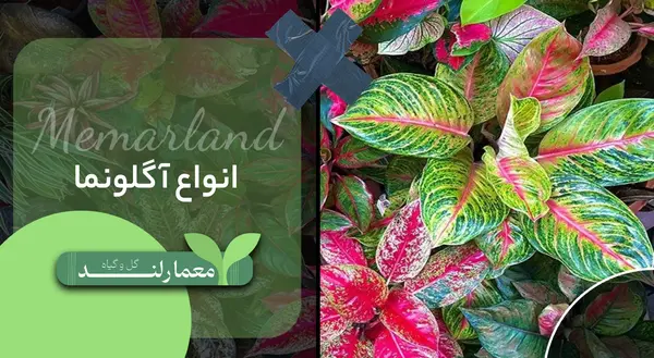 عکس گل اگلونما سبز