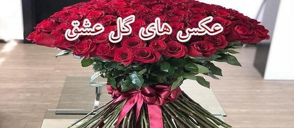 عکس گل عشقی
