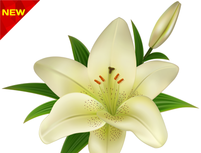 عکس گل زنبق بد