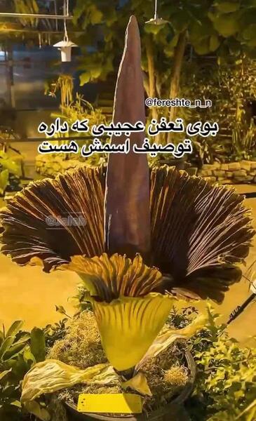 عکس گل زنبق بد بو