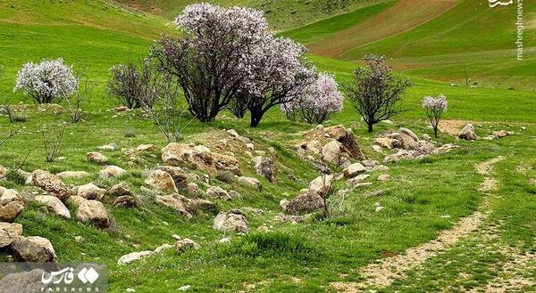 عکس جدید طبیعت بهار