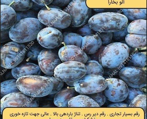 عکس آلو سیاه خشک