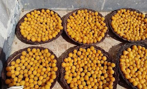 عکس آلو سیاه خشک