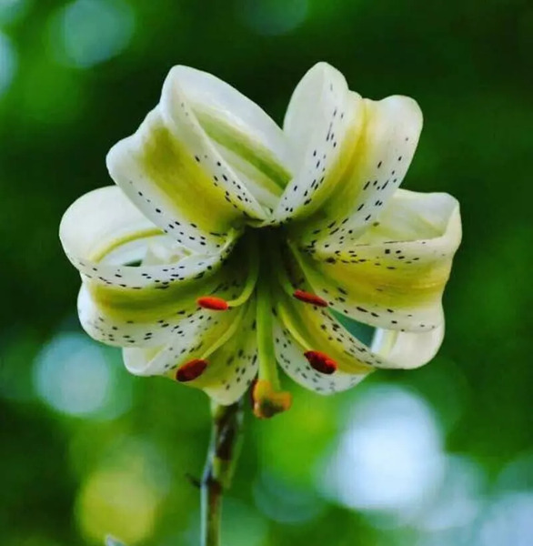 عکس گل سوسن وحشی