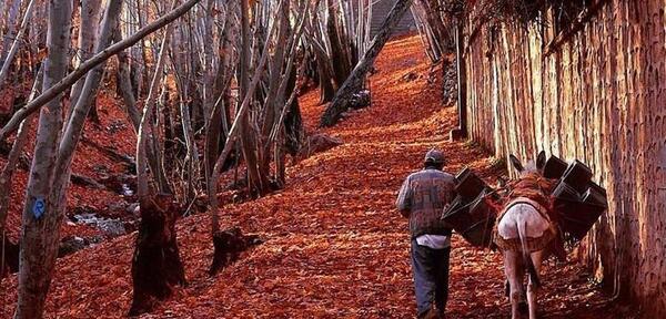 عکس طبیعت پاییزی شمال ایران