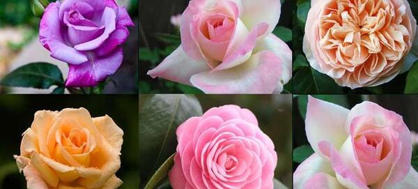 عکس چای گل رز