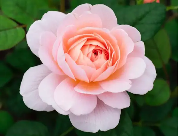 عکس چای گل رز