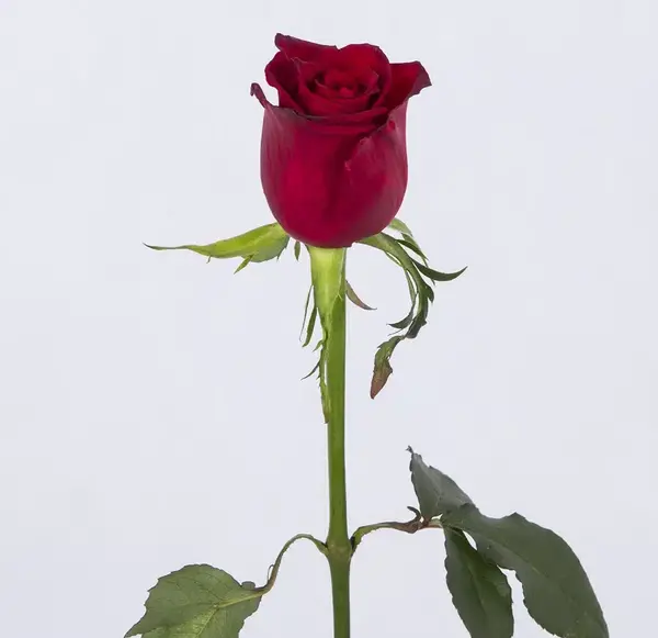 عکس چای گل رز