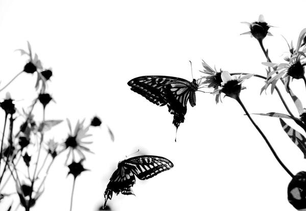 دانلود عکس گل سیاه سفید