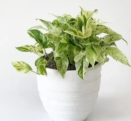 عکس گل پتوس مرمری