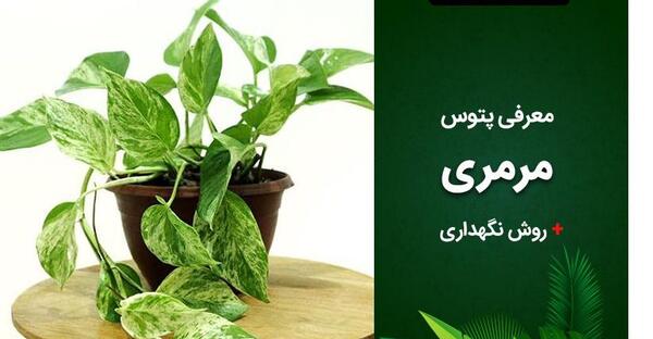 عکس گل پتوس مرمری