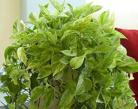 عکس گل پتوس مرمری