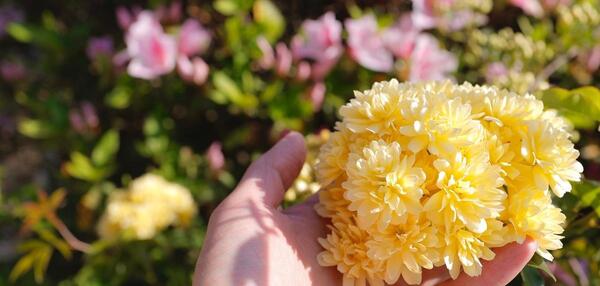 عکس گل ابشار طلایی