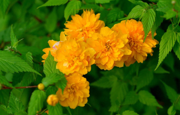عکس گل ابشار طلایی
