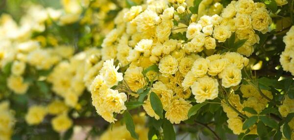 عکس گل ابشار طلایی