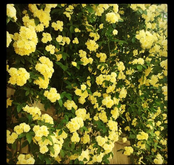 عکس گل ابشار طلایی