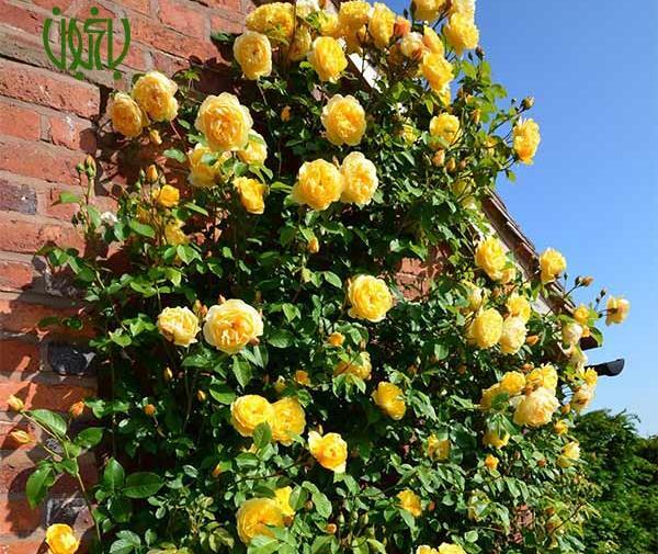عکس گل ابشار طلایی