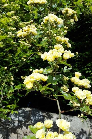 عکس گل ابشار طلایی