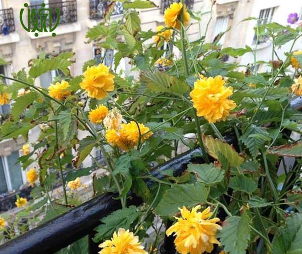 عکس گل ابشار طلایی