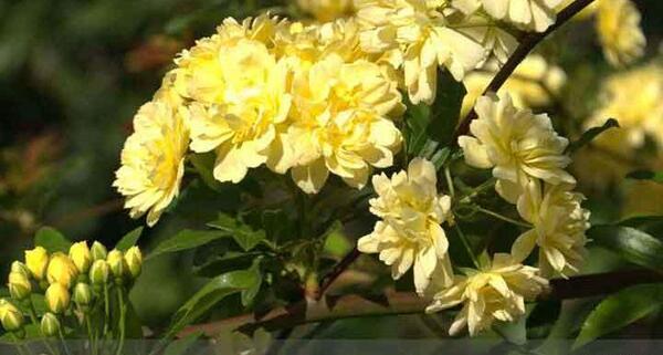عکس گل ابشار طلایی