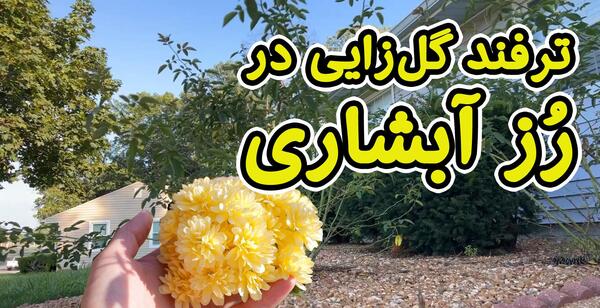 عکس گل ابشار طلایی