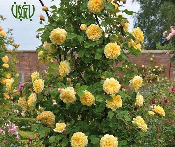 عکس گل ابشار طلایی